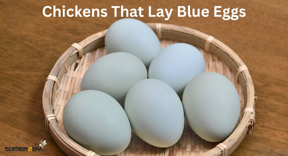 Chickens That Lay Blue Eggs