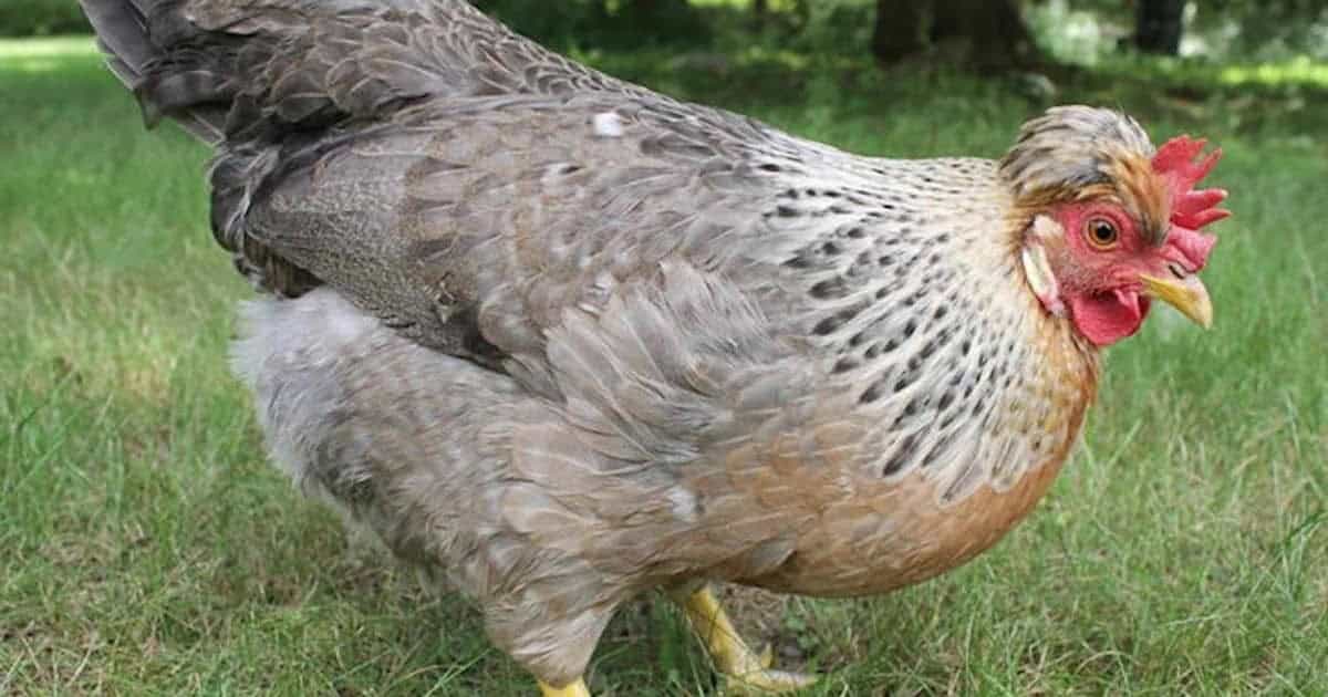 Cream Legbar Chicken Cream Legbar Chicken