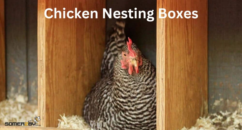 Chicken Nesting Boxes