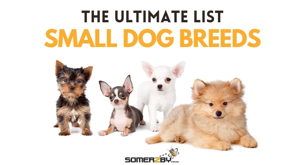 Small Dog Breeds – The Ultimate List of Dog Breeds