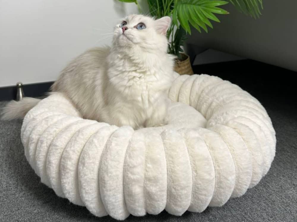 Cloe Cat Bed with white cat