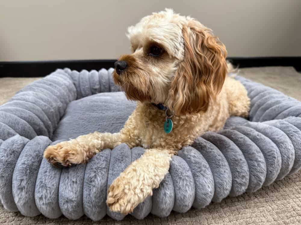 Somerzby Buster Pet Bed - Large - Cavoodle