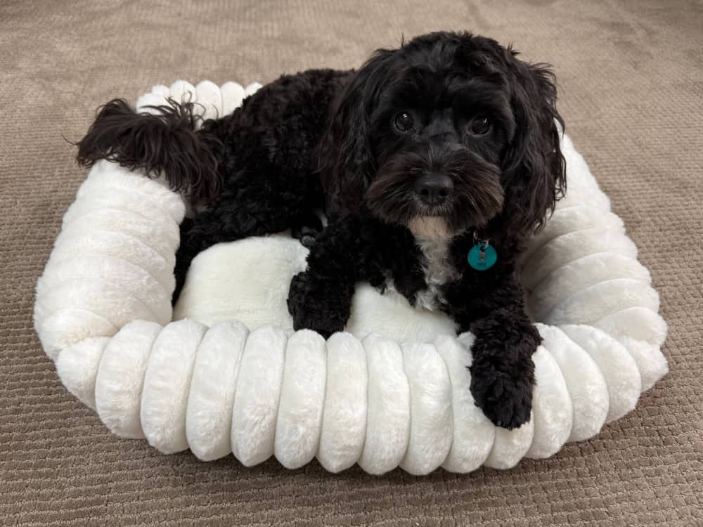 Somerzby Buster Pet Bed - Medium - Cavoodle