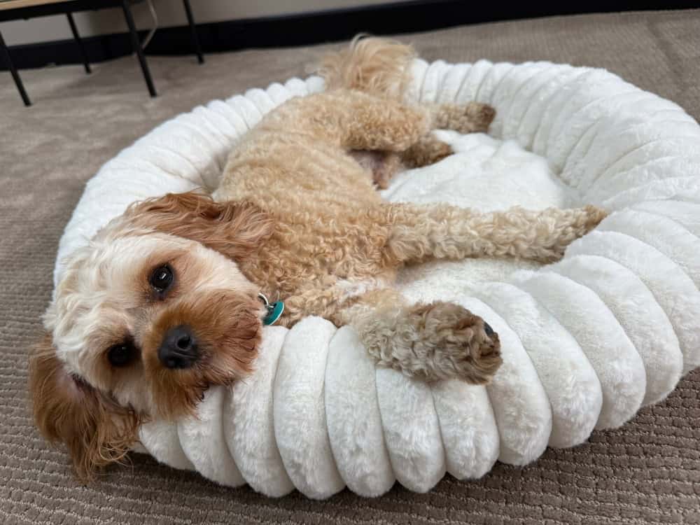 Somerzby Cloe Dog Bed - Cavoodle - Large