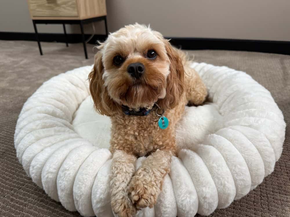Somerzby Cloe Dog Bed - Large - Cavoodle