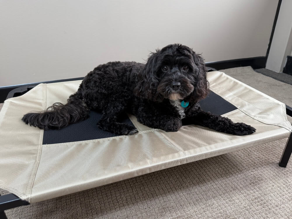 Somerzby Trampoline Dog Bed - Cavoodle on Medium Cream