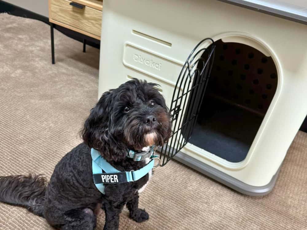 Cavoodle using Poppy Dog Kennel