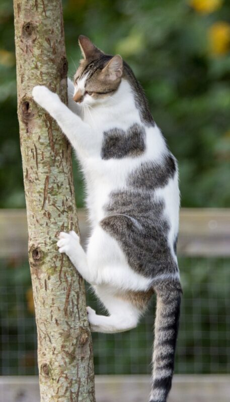 Grey and White Cat Climbing Tree