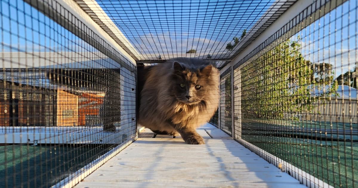 Add a cat tunnel to your catio
