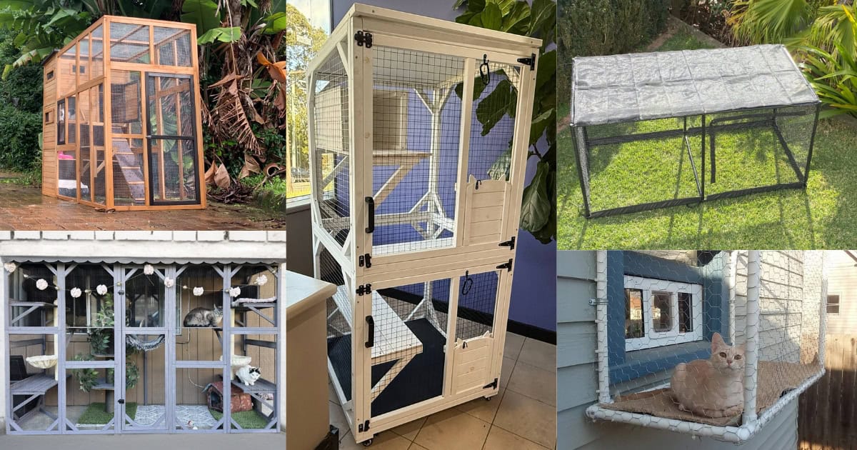 Different Types of Catios