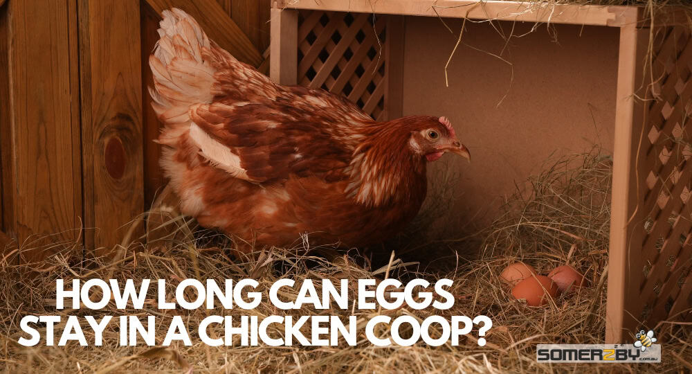 How Long Can Eggs Stay in a Chicken Coop