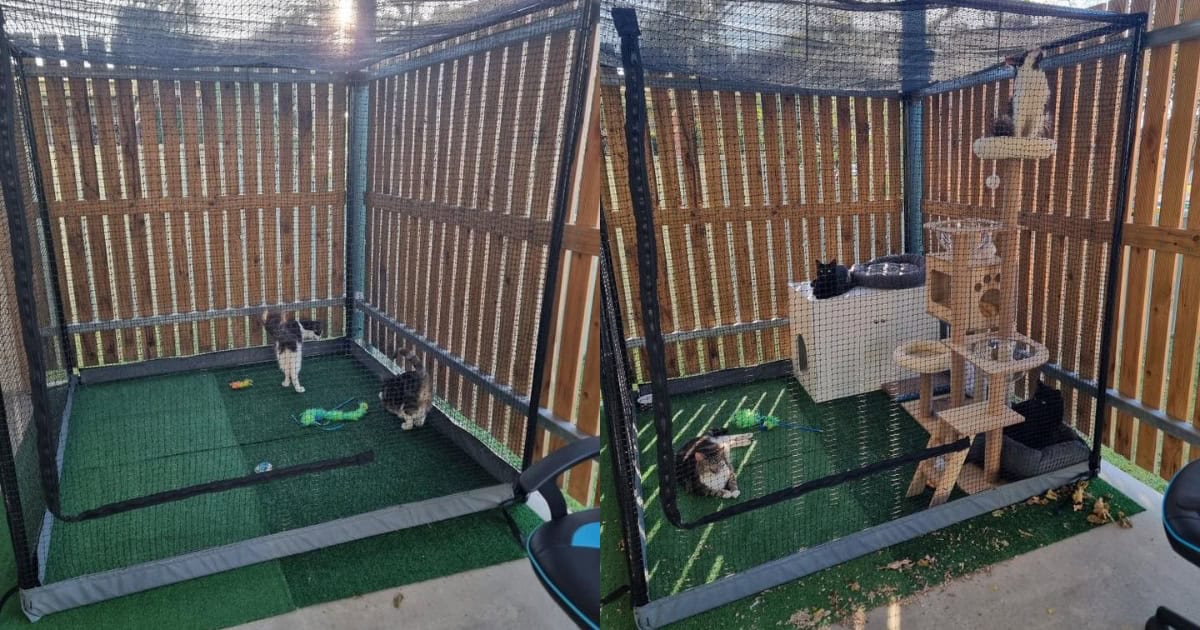 What Should I Put In a Cat Enclosure