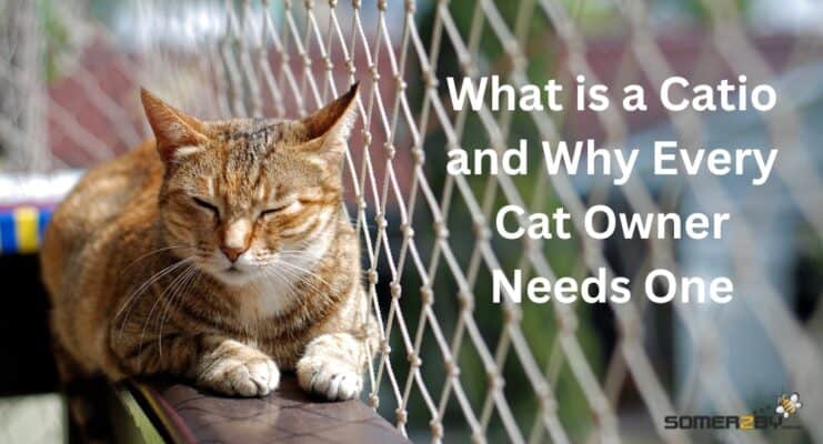 What is a Catio and Why Every Cat Owner Needs One