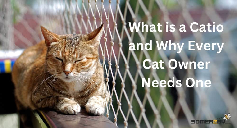 What is a Catio and Why Every Cat Owner Needs One
