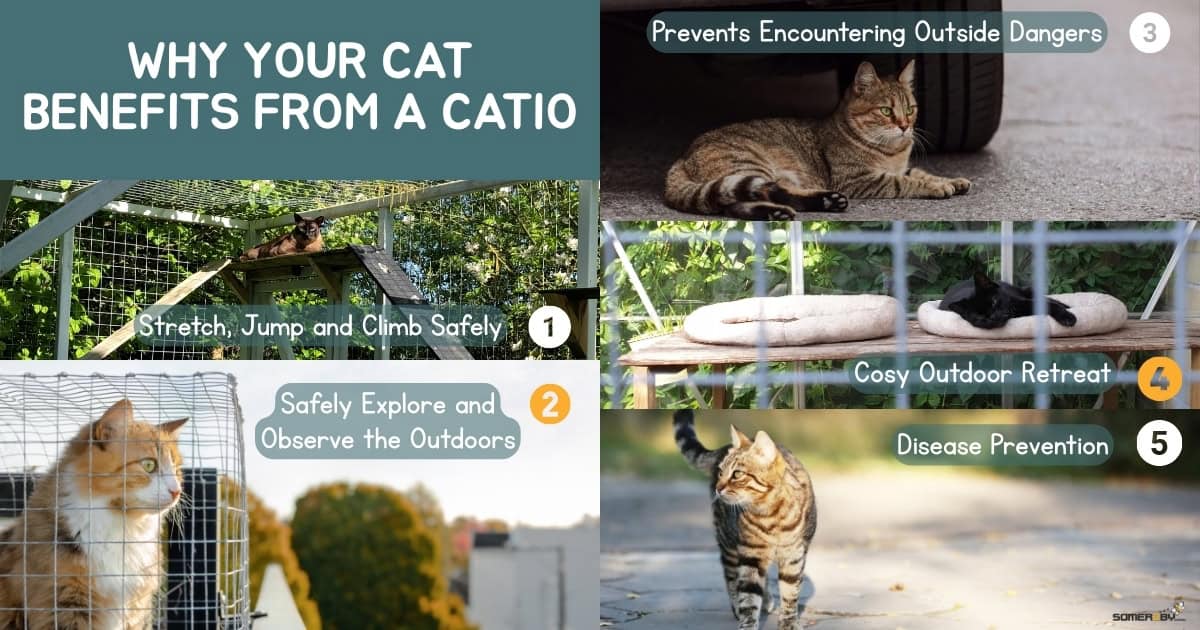 Why your cat benefits from a Catio Infographic