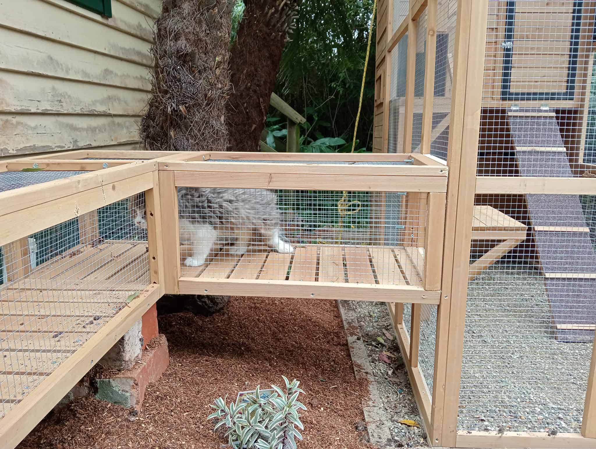 Bella Cat Tunnels to Heidi Cat Enclosure