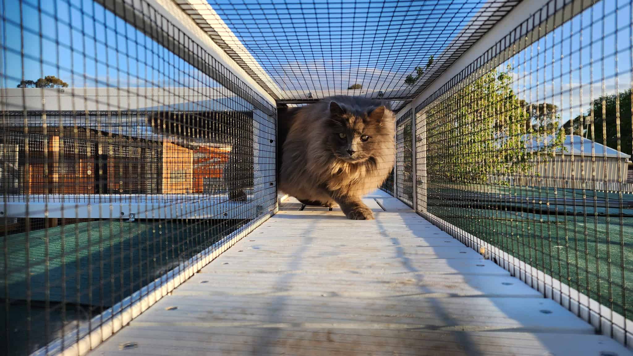Cat inside Luna Tunnel
