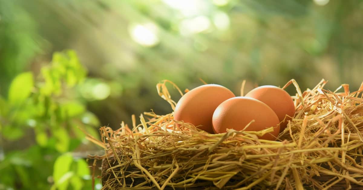 Fewer eggs are normal during winter
