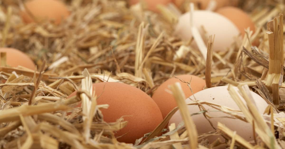 Hens may be hiding their eggs