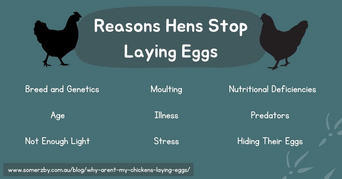 Reasons Hens Stop Laying Eggs