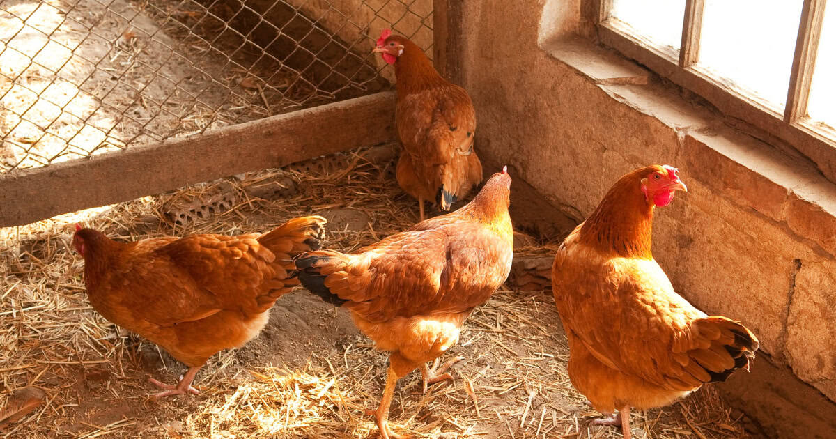 Stress is a common reason hens stop laying eggs