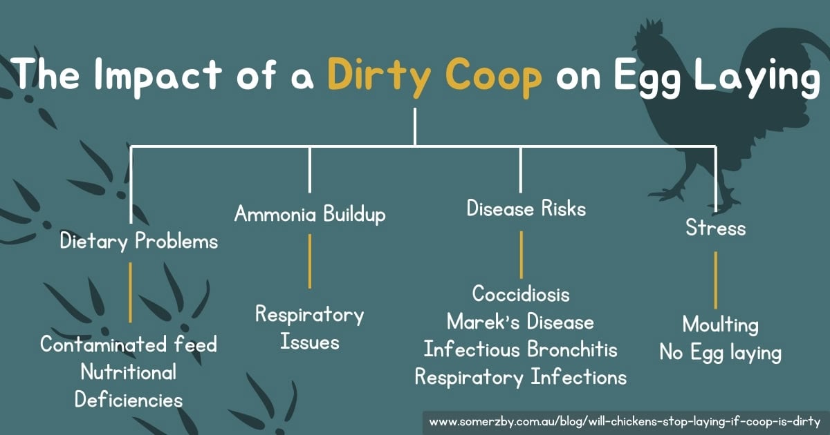 The Impact of a Dirty Coop on Egg Laying