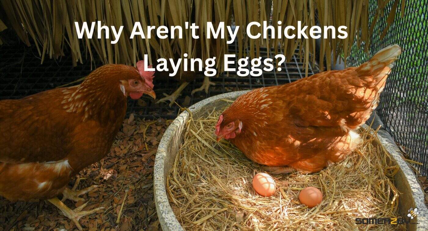 Why Aren't My Chickens Laying Eggs