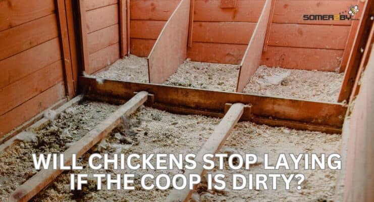 Will Chickens Stop Laying If The Coop Is Dirty