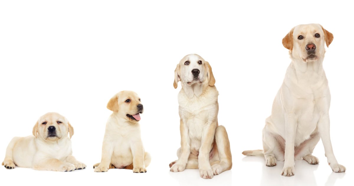 Age and Development Stage - Crate Time Factor