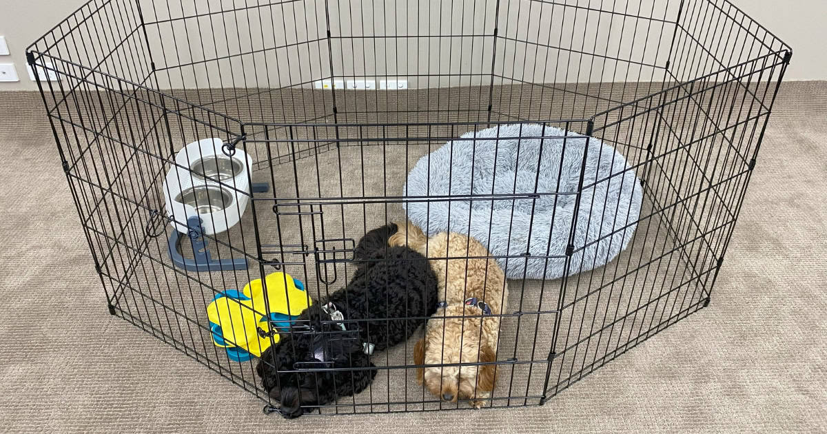 Crate Time Alternative Puppy-Proofed Area