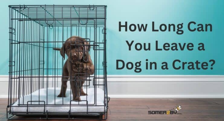 How Long Can You Leave a Dog in a Crate?
