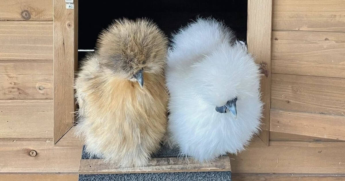 Silkies in Homestead Chicken Coop