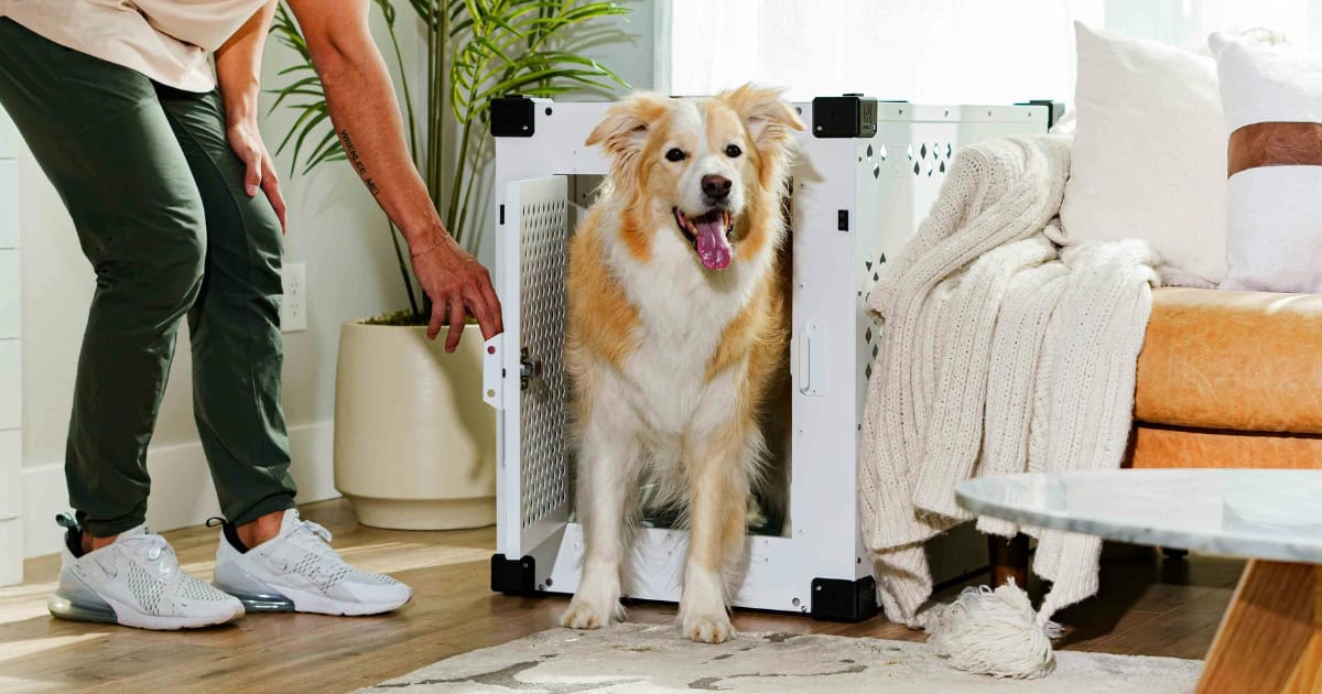 Tips for Successful Crate Training