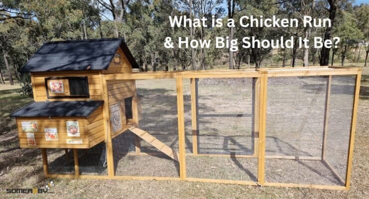 What is a Chicken Run and How Big Should It Be