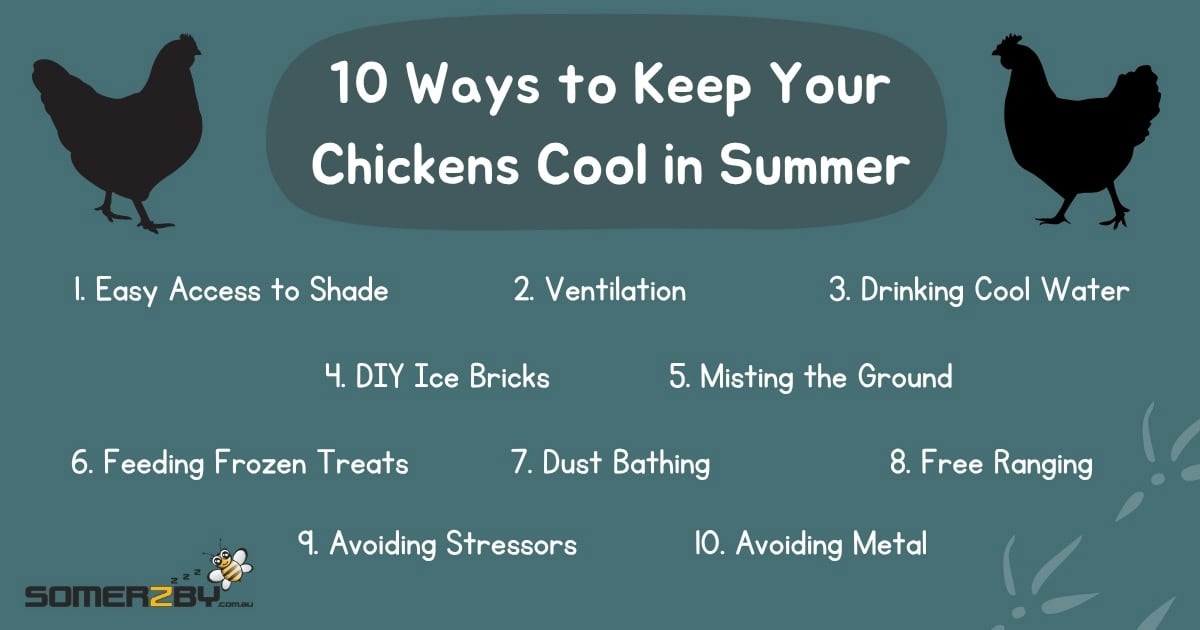 10 Ways to Keep Your Chickens Coop in Summer