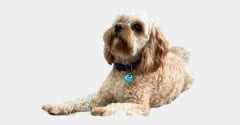 Cavoodle