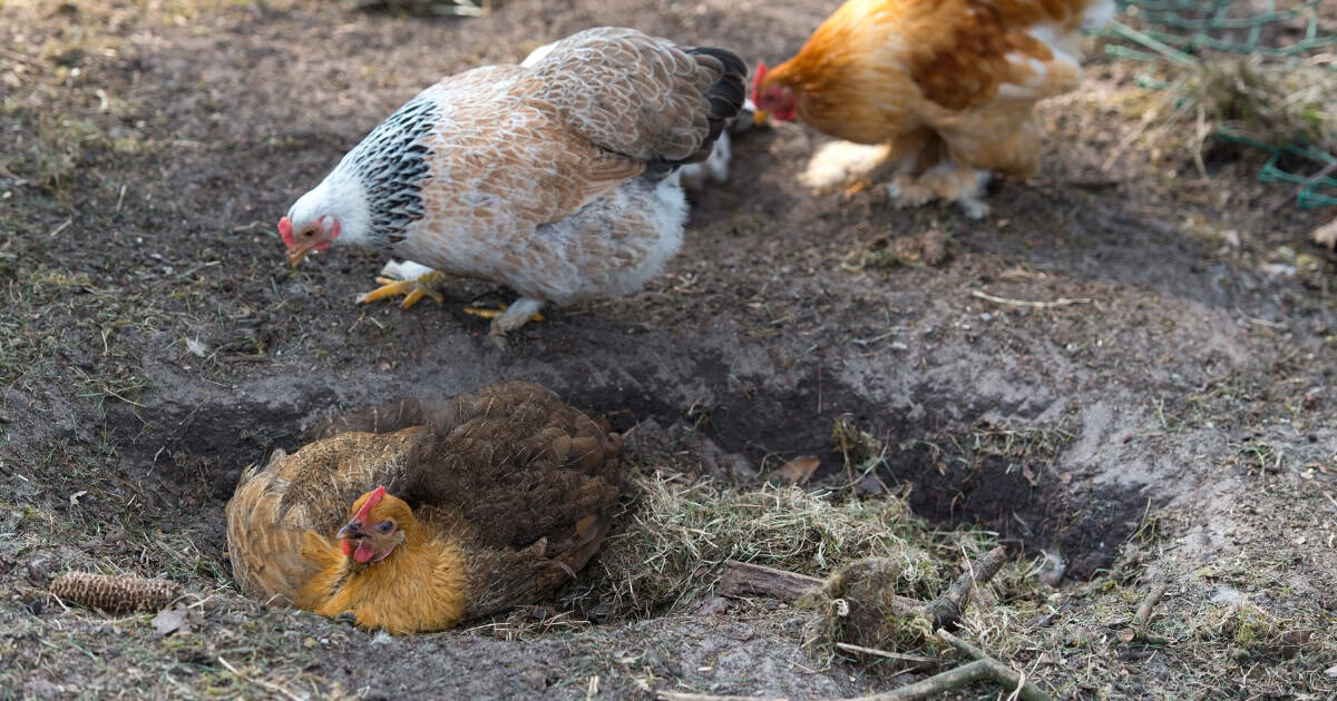 Chickens dust bathing