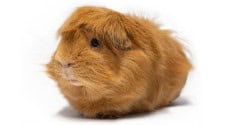 Guinea pig