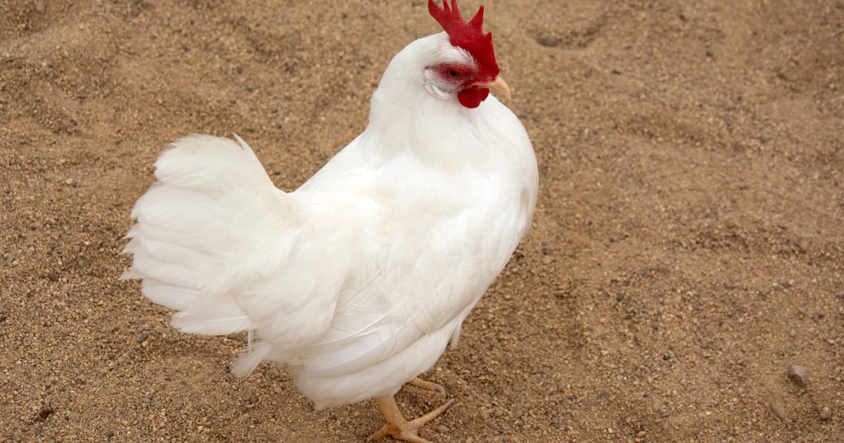 Leghorn Chickens are heat tolerant
