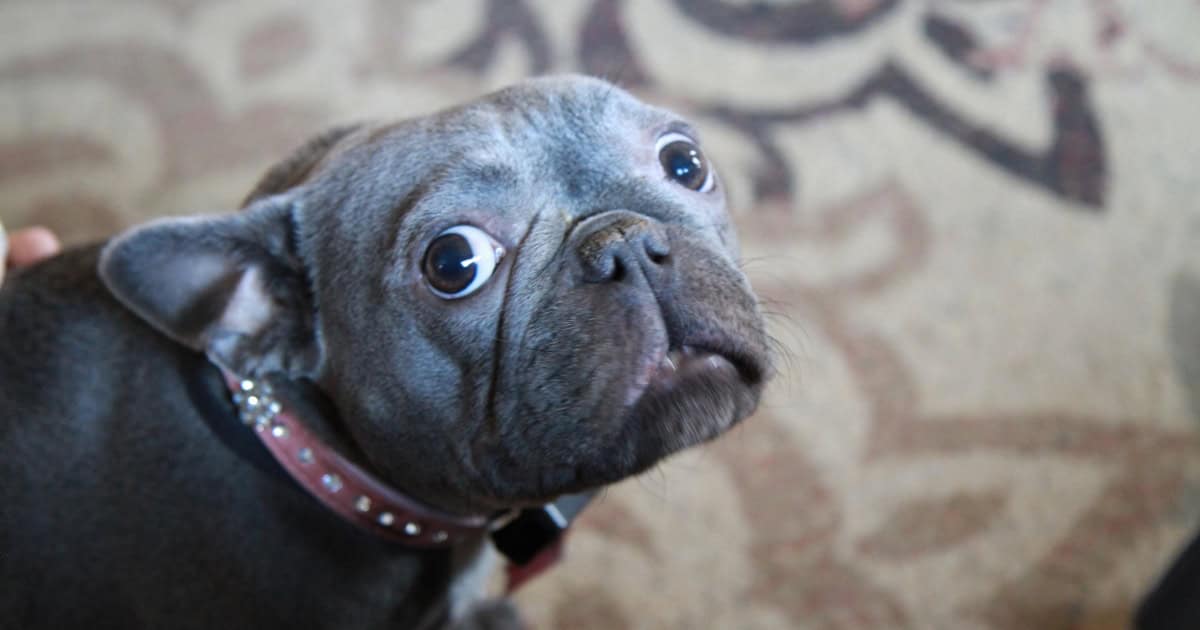 Potential Causes of Coprophagia