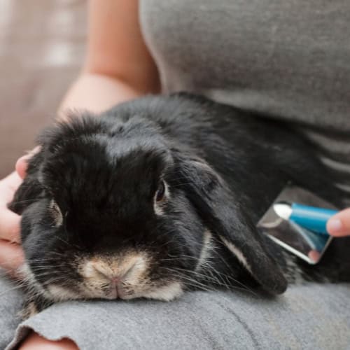 Rabbit Health Info