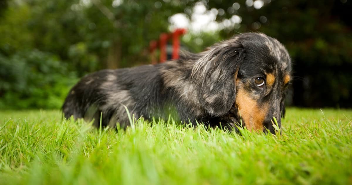 When to Seek Professional Help for Poop Eating Behaviour