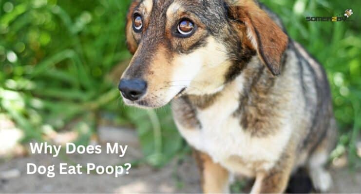 Why Does My Dog Eat Poop