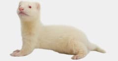Cream ferret