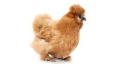 Silkie chicken