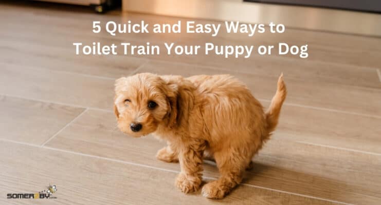 5 Quick and Easy Ways to Toilet Train Your Puppy or Dog