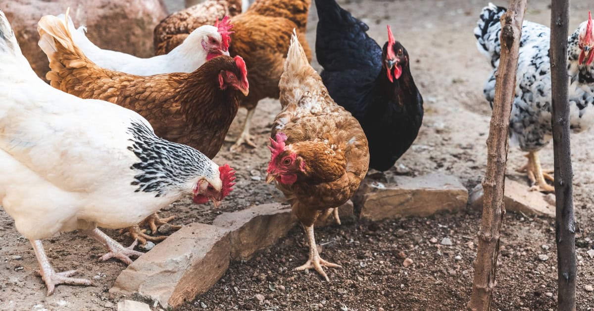 How Egg Eating Can Impact Your Flock