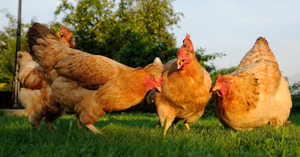 How to Prevent and Stop Harmful Pecking