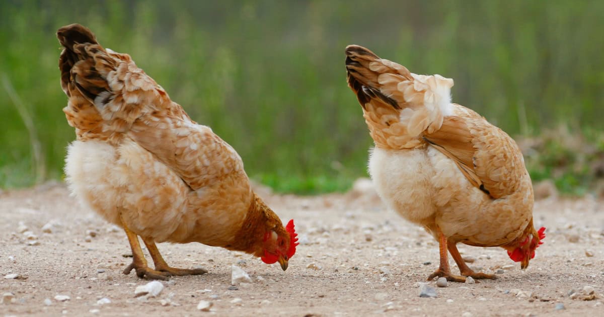 Pair of similar age and sized chickens