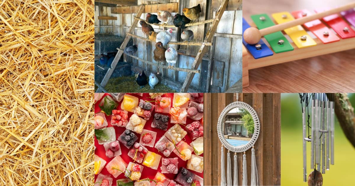 Providing enrichment and distractions for chickens